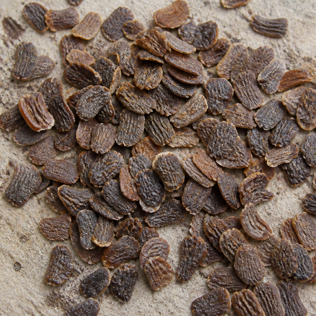 Aloe Vera Seed