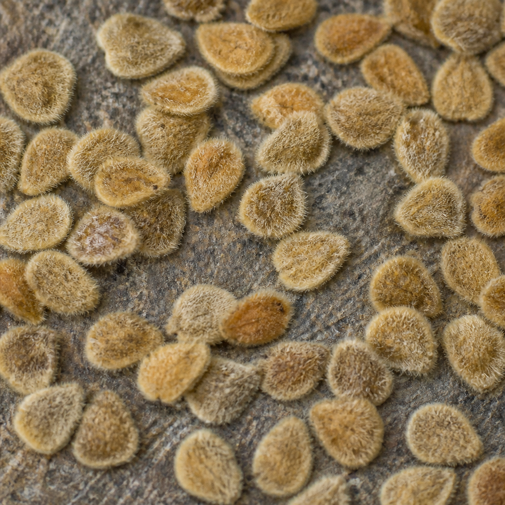 Tomato Seed