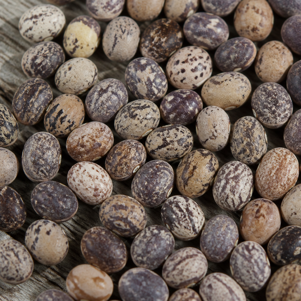 Australian Lupin Seed