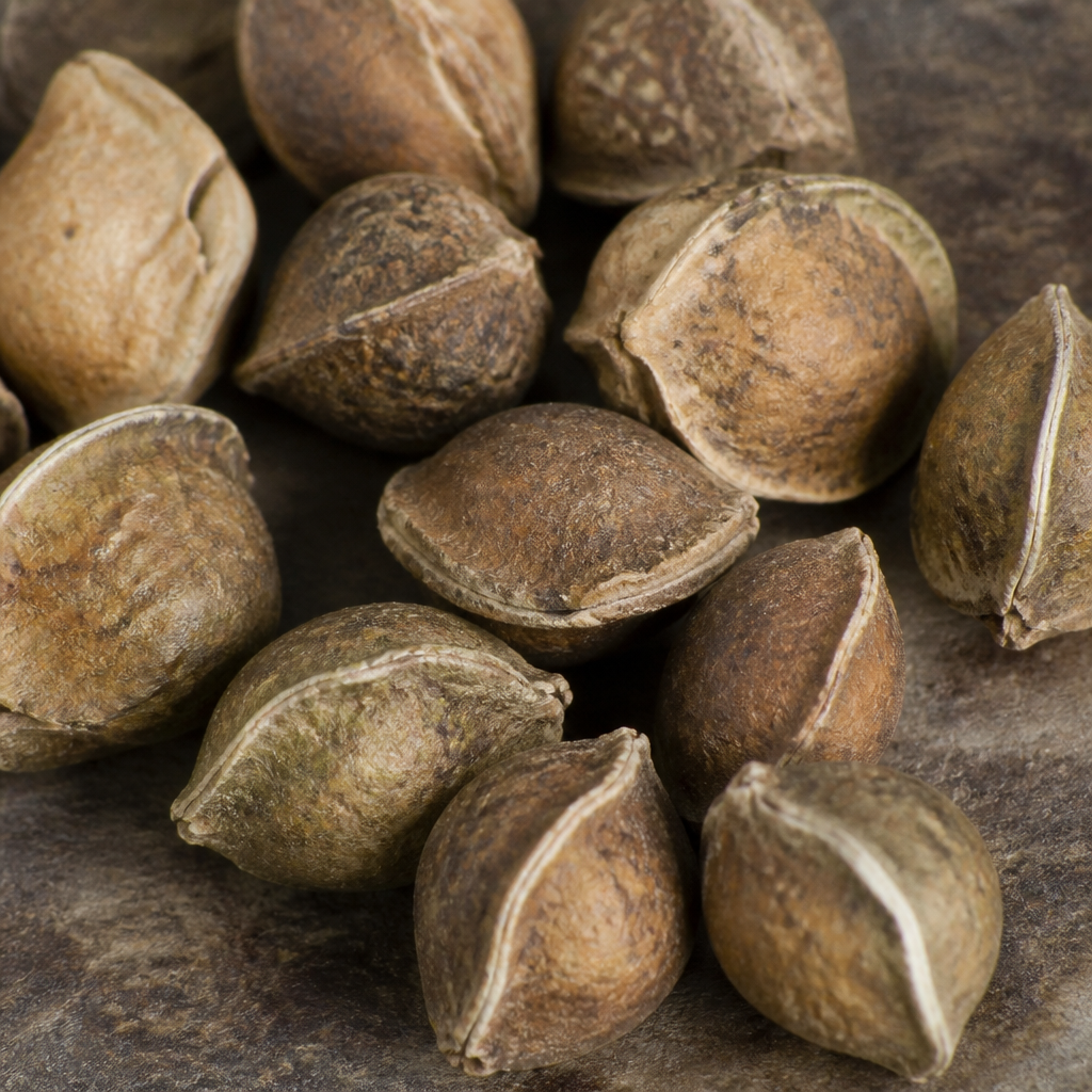Amla Seed