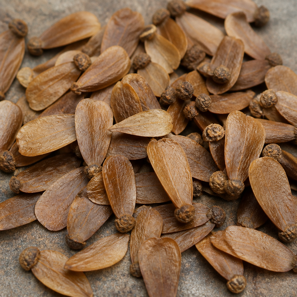 Teak Seed