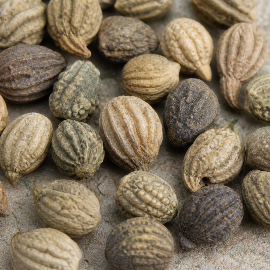 Nasturtium Seed