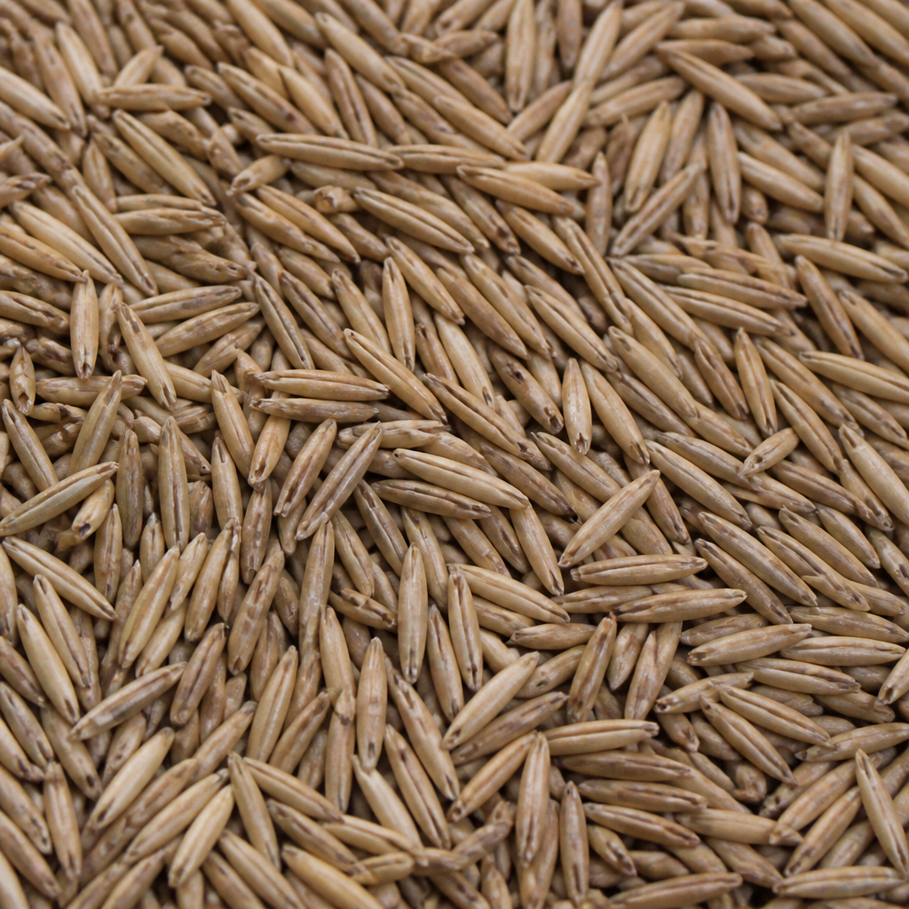 Oat Fodder Seed
