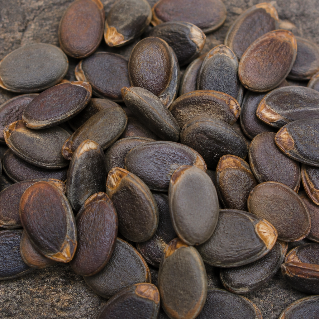 Gulmohar Seed
