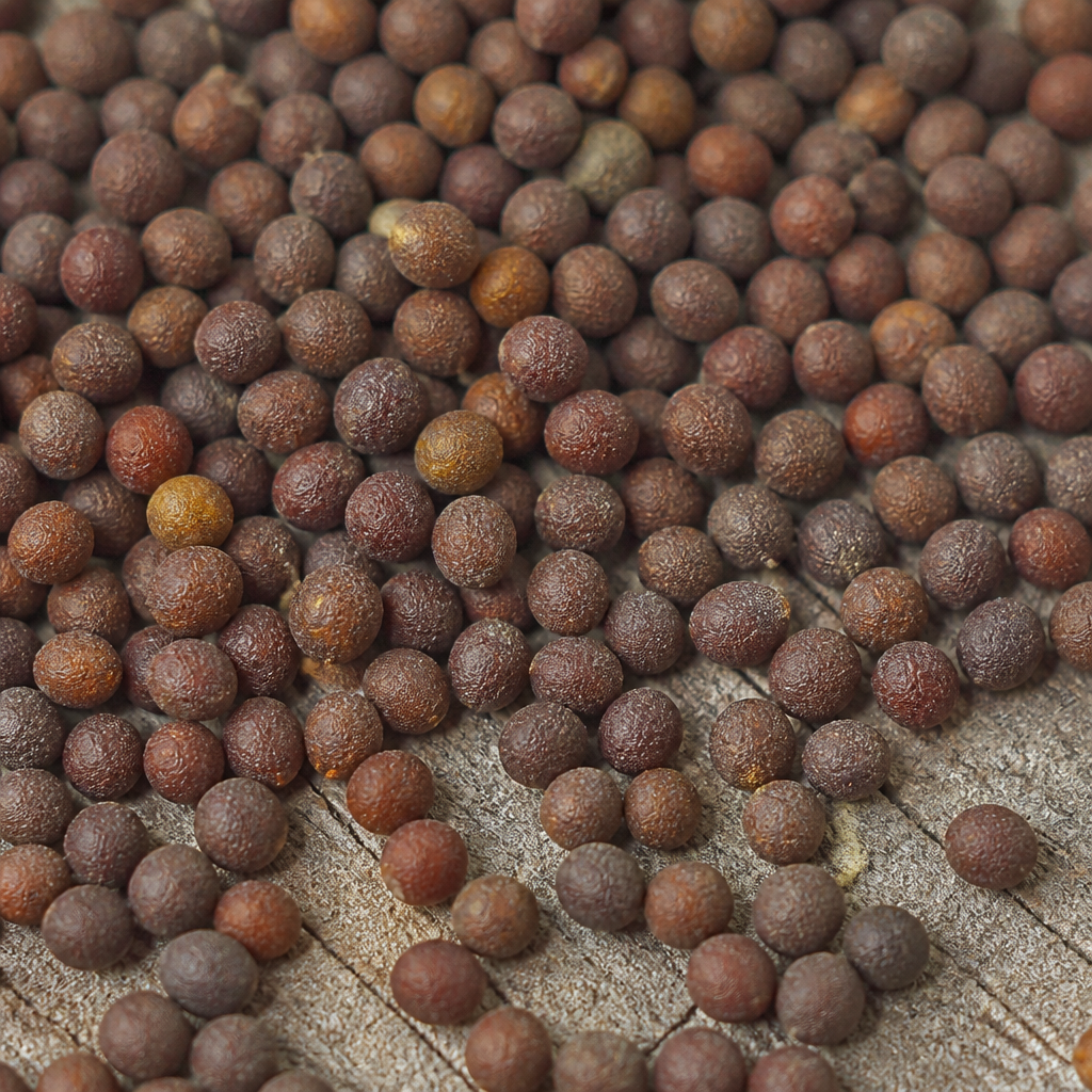 Fodder Turnip Seed
