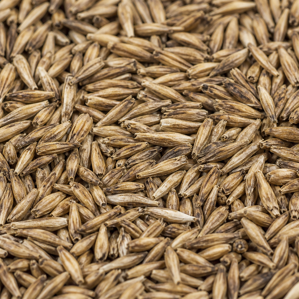 Hybrid Napier Seed