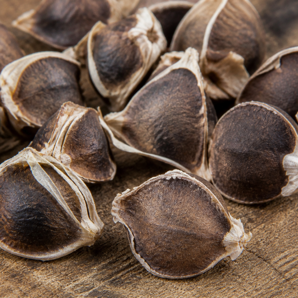 Drumstick/Moringa Seed