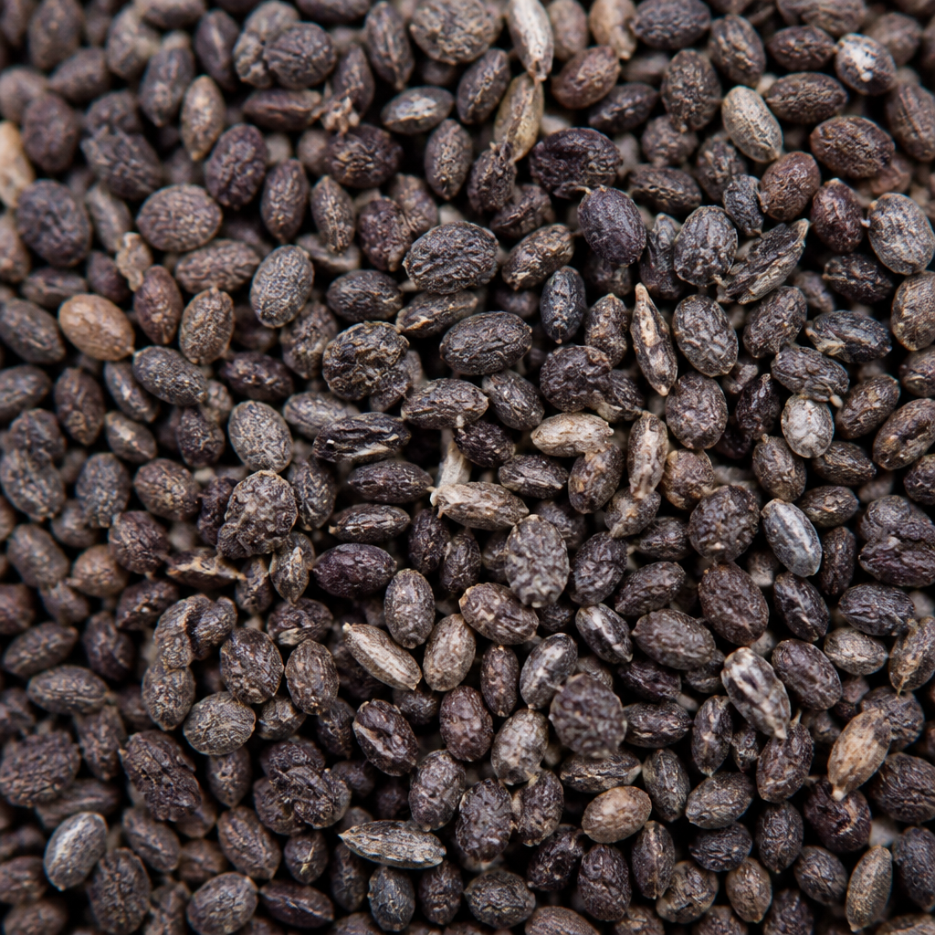 Mint Seed